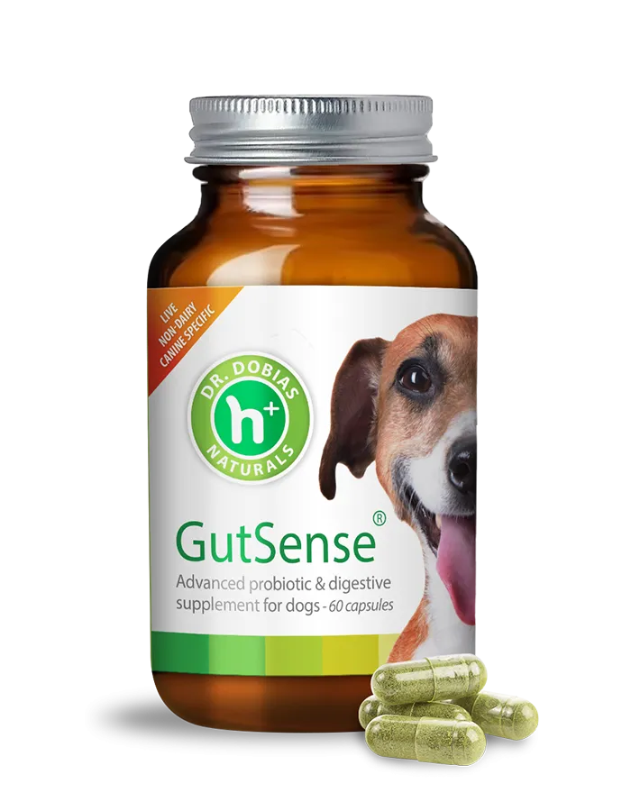 Canine Longevity Bundle