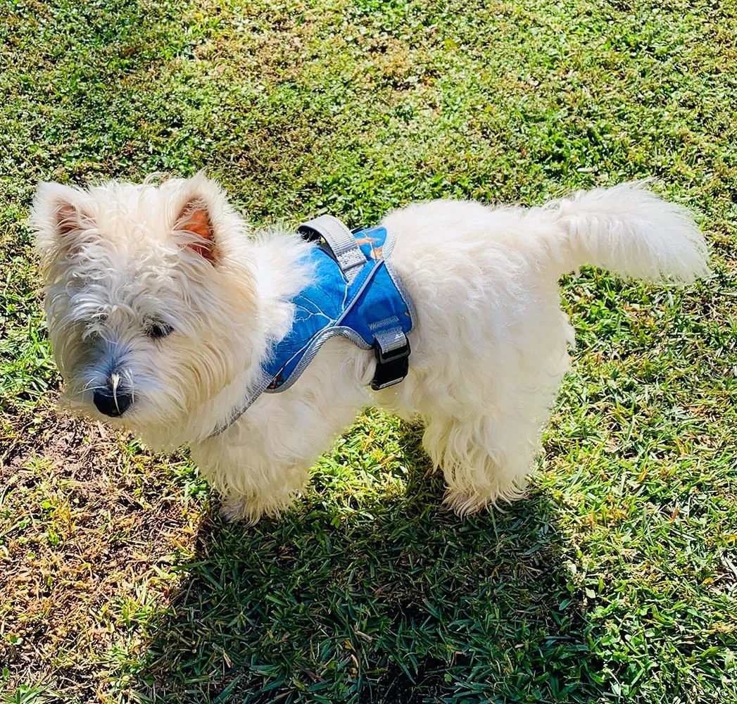 Doggy Tales Patented Realtree Hart Harness, Surf Blue