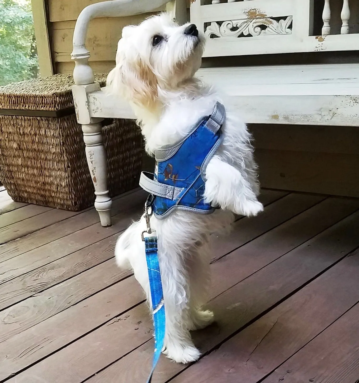 Doggy Tales Patented Realtree Hart Harness, Surf Blue