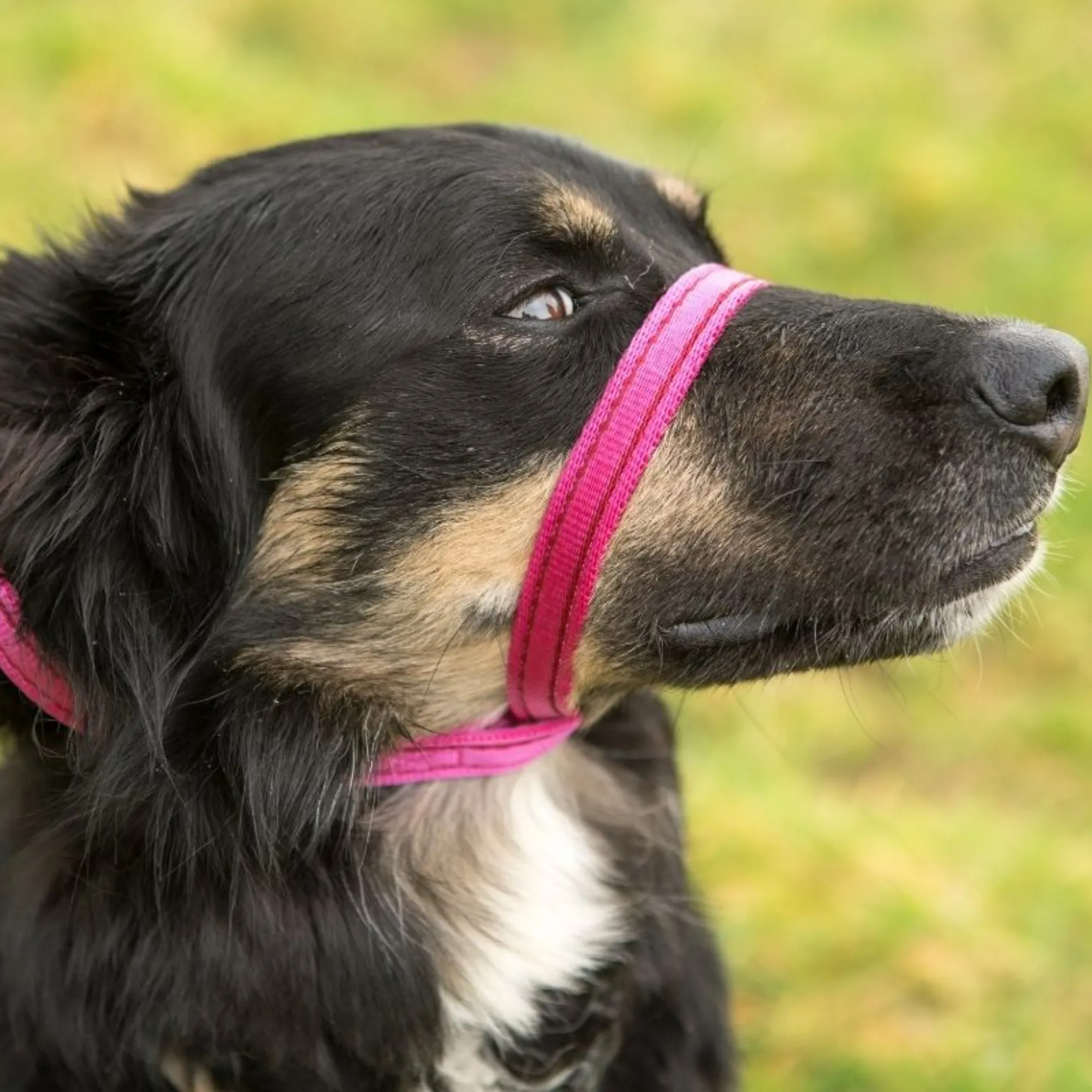 Gencon Head Collar