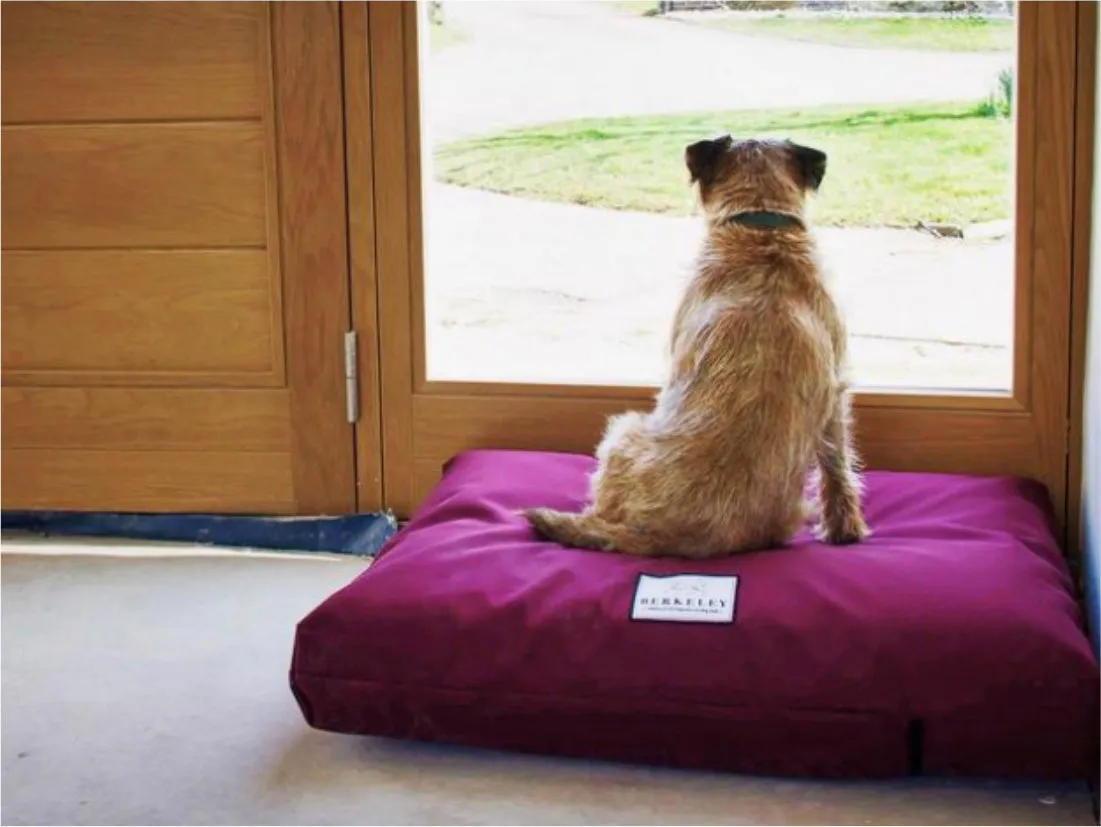 Large Orthopaedic Dog Beds