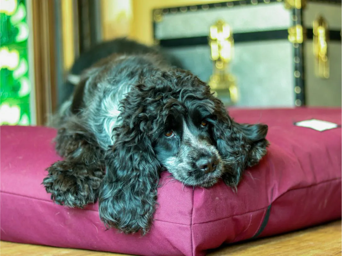 Large Orthopaedic Dog Beds