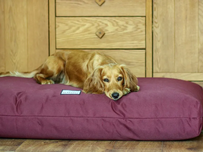 Large Orthopaedic Dog Beds