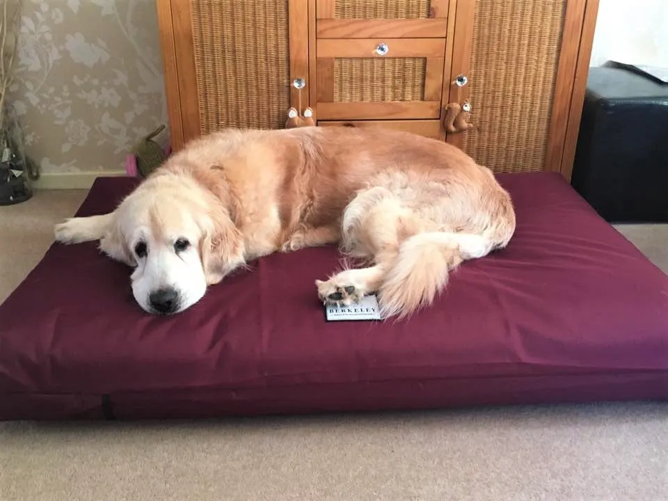 Large Orthopaedic Dog Beds