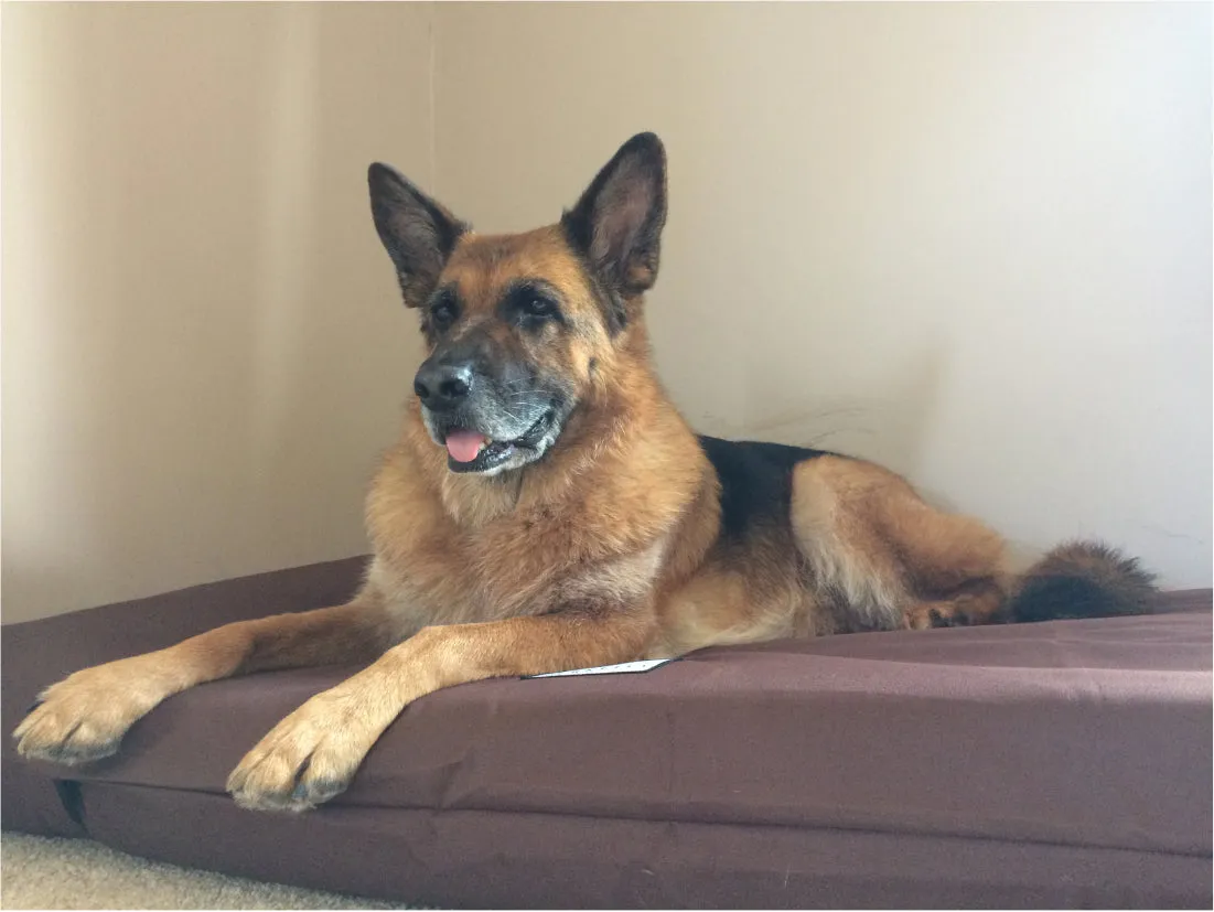 Large Orthopaedic Dog Beds