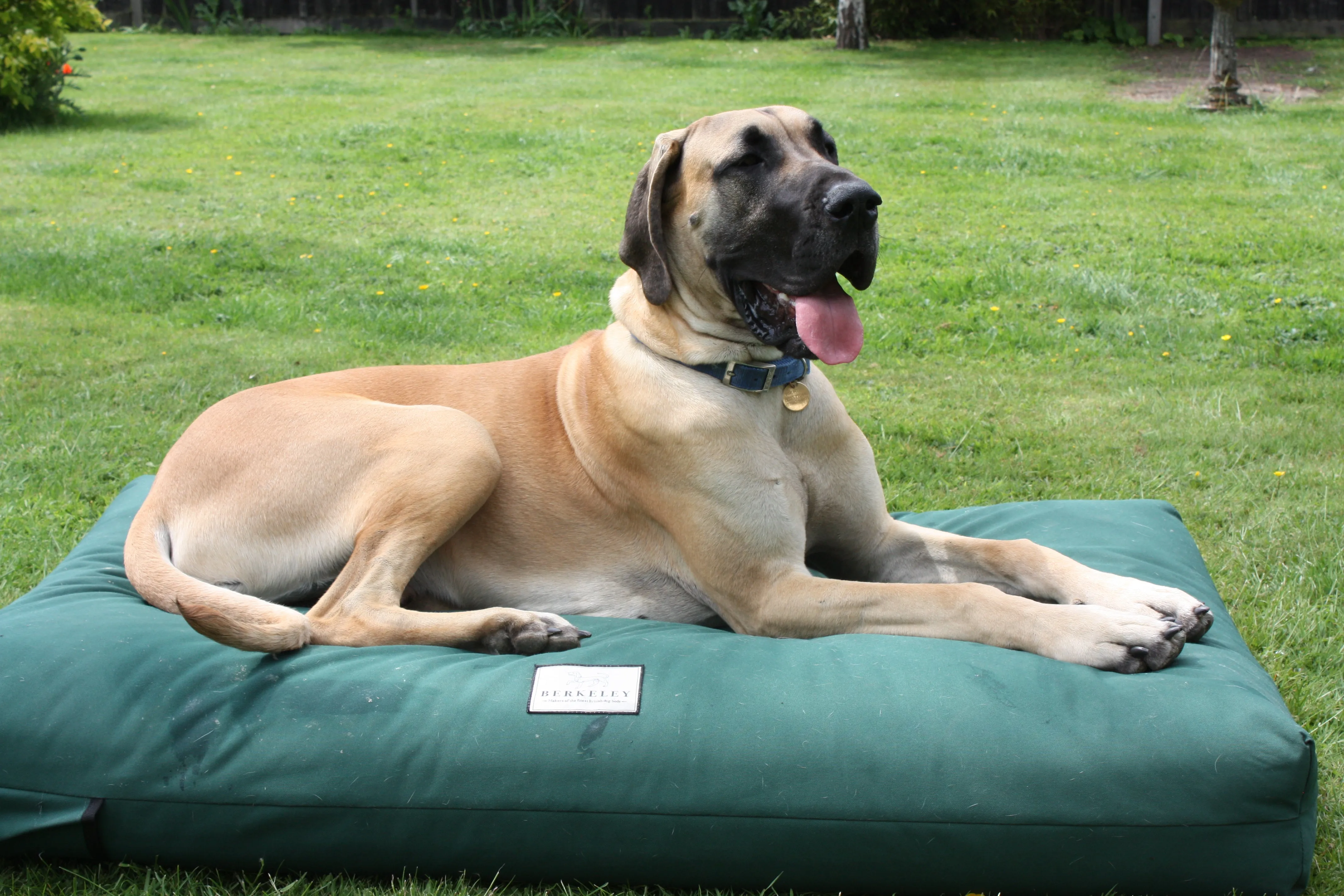 Large Orthopaedic Dog Beds