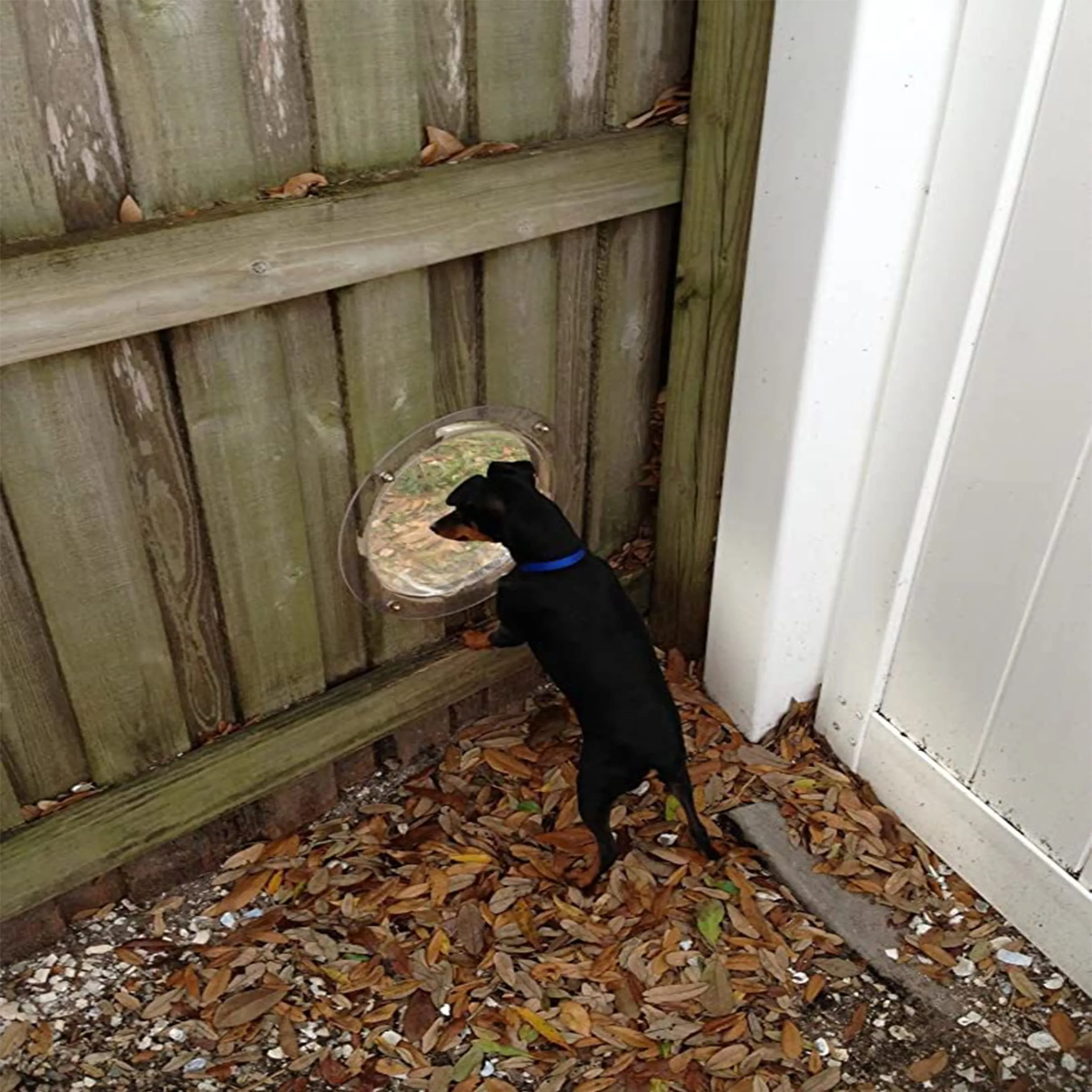 PetPeek Fence Window for Pets