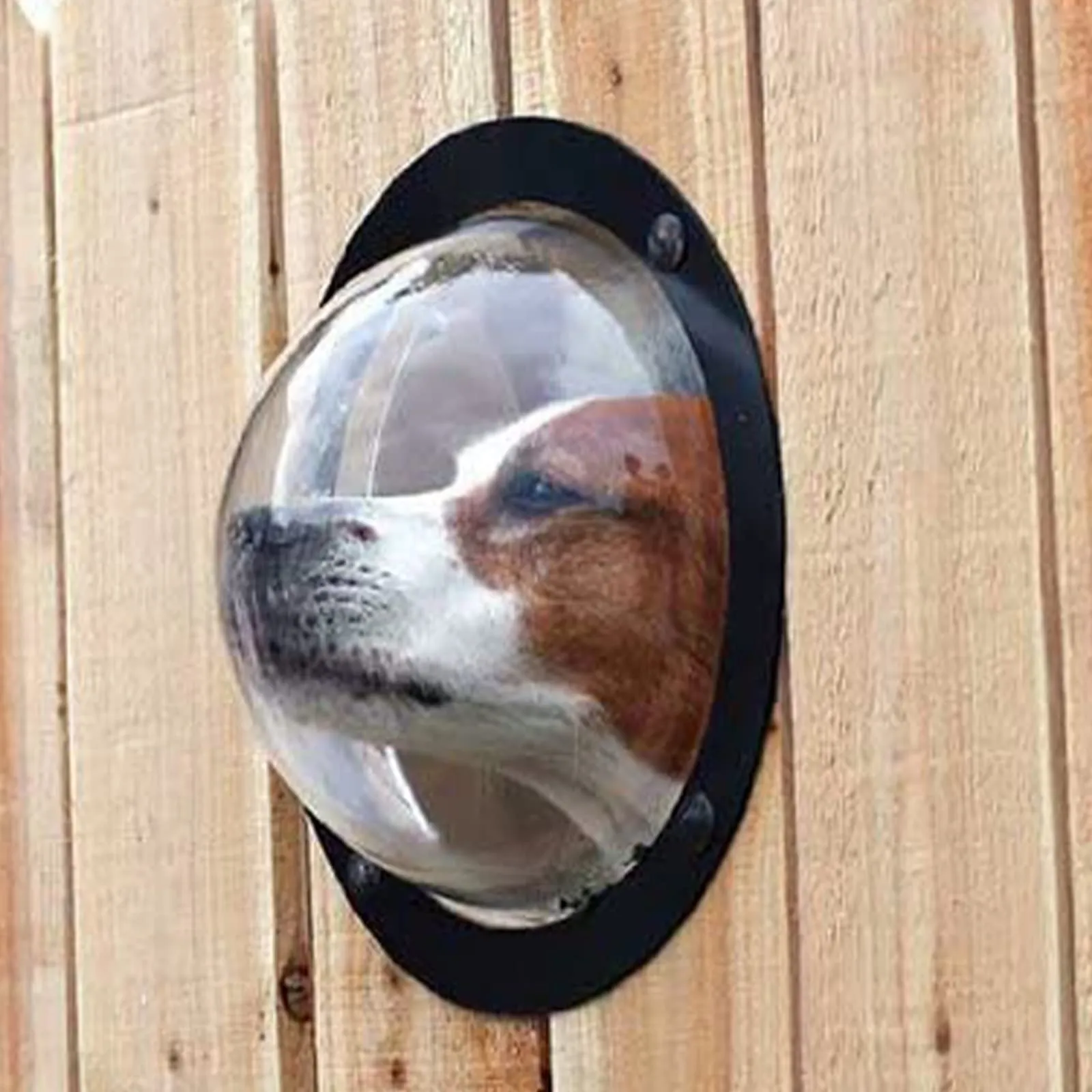 PetPeek Fence Window for Pets